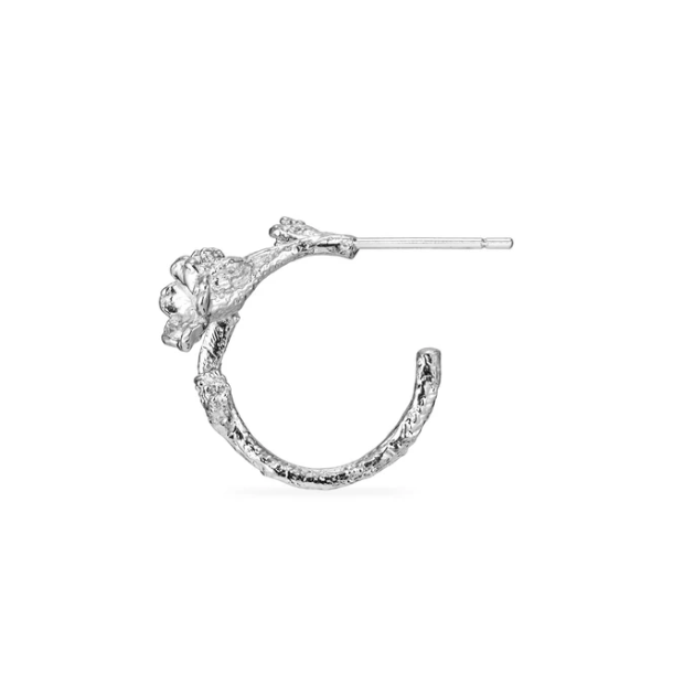 Flora Danica Forglemmigej Rhod. Slv Creoler 907.FMN-HoPc-S