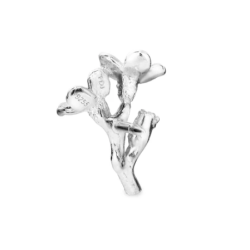 Flora Danica Forglemmigej Rhod. Slv Pin 907.FMN-Pi-S